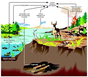 Carbon cycle. (Illustration by Hans & Cassidy.)