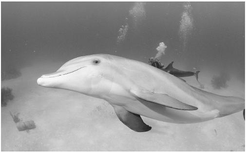 A playful bottlenosed dolphin. (Photograph by Stephen Frink. Corbis-Bettmann. Reproduced by permission.)