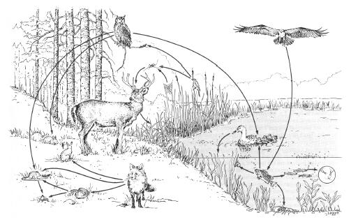 In an ecosystem, food chains become interconnected to form food webs. (Illustration is from <i>The Economy of Nature,</img></div> by Robert E. Ricklefs. Copyright 1983 by Chiron Press. Reprinted by permission of W. H. Freeman and Company.)