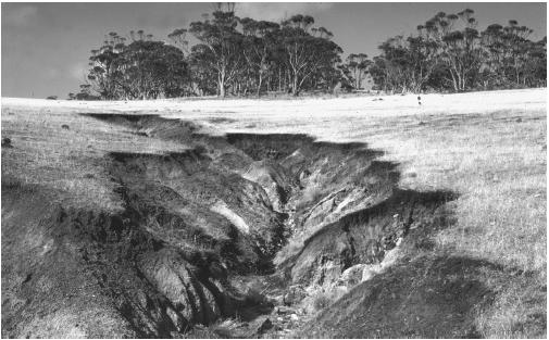 Gully erosion in Australia. (Photograph by A. B. Joyce. Photo Researchers Inc. Reproduced by permission.)
