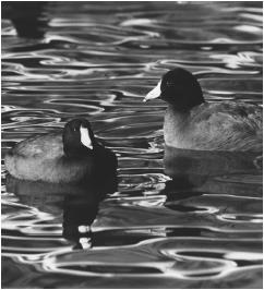 Breeding populations of American coots were affected by selenium poisoning at Kesterson National Wildlife Refuge. (Photograph by Leonard Lee Rue III. Visuals Unlimited. Reproduced by permission.)