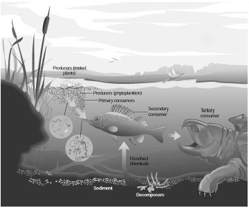 An example of a marine ecosystem. (Illustration by Hans & Cassidy.)