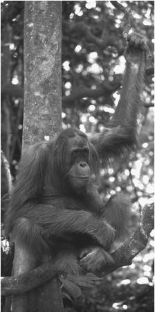 An orangutan. (Photograph by Tim Davis. Photo Researchers Inc. Reproduced by permission.)