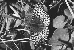 Oregon silverspot butterfly (<i>Speyeria zerene hippolyta</img></div>). (Photograph by Paul A. Opler. Reproduced by permission.)