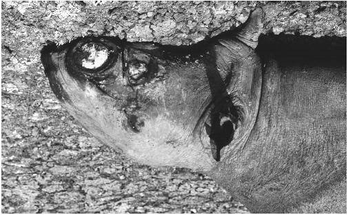 A poached rhinoceros with its horn removed. (Photograph by Warren and Jenny Garst. Tom Stack & Associates. Reproduced by permission.)