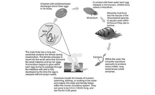 The life cycle of the blood fluke. This parasite causes the disease schistosomiasis in humans. (Illustration by Hans & Cassidy.)
