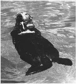 A female sea otter eating squid. (Photograph by Karl W. Kenyon, National Audubon Society Collection. Photo Researchers Inc. Reproduced by permission.)