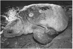 Loggerhead sea turtle returns to sea after laying eggs on a Florida beach. (Corbis-Bettmann. Reproduced by permission.)