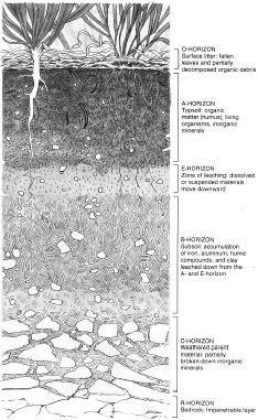 A soil profile showing the horizons in a cross-section of soil. (McGraw-Hill Inc. Reproduced by permission.)