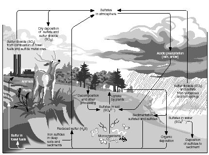 The sulfur cycle. (Illustration by Hans & Cassidy.)