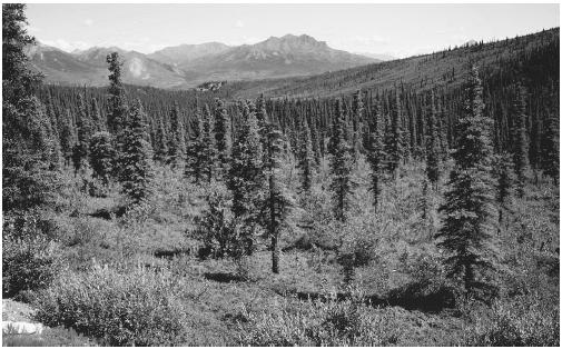 White spruce-willow taiga in Alaska. (Photograph by Charlie Ott. Photo Researchers Inc. Reproduced by permission.)