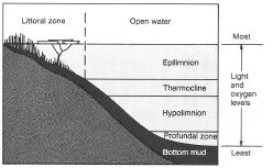 Thermal stratification of a deep lake. (McGraw-Hill Inc. Reproduced by permission.)