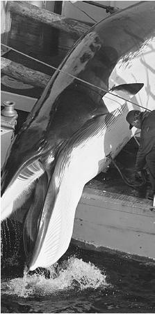 A dead whale being pulled on board a whaling vessel. (Greenpeace Photo. Reproduced by permission.)