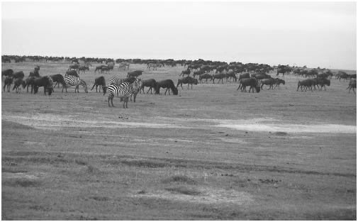 Zebras and wildebeasts at Ngorongoro Crater, Serengeti National Park, Tanzania. (Photograph by Carolina Biological Supplies. Phototake. Reproduced by permission.)